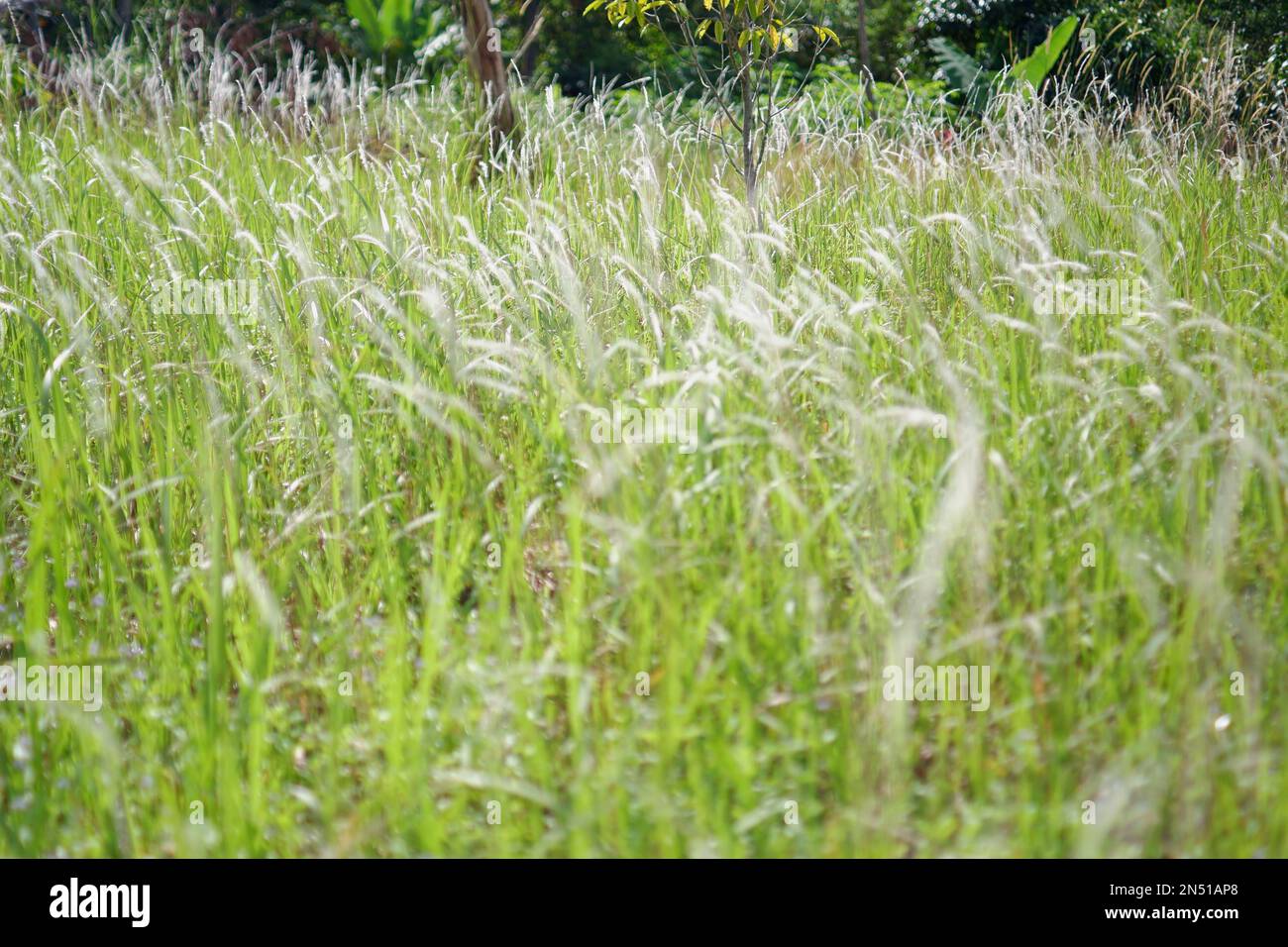 Sketch of weeds hi-res stock photography and images - Alamy