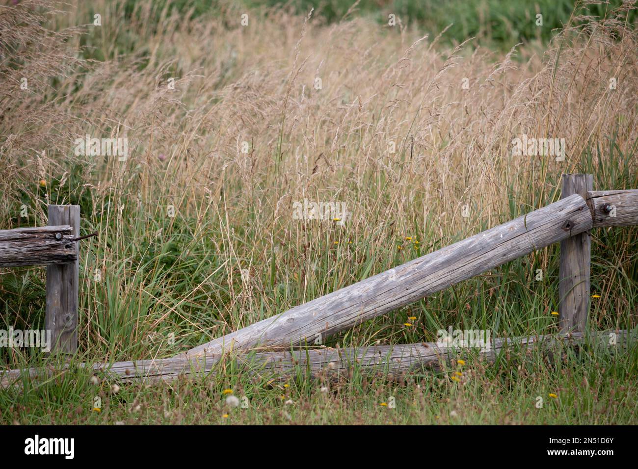 Broken wooden fence in a summer meadow Stock Photo