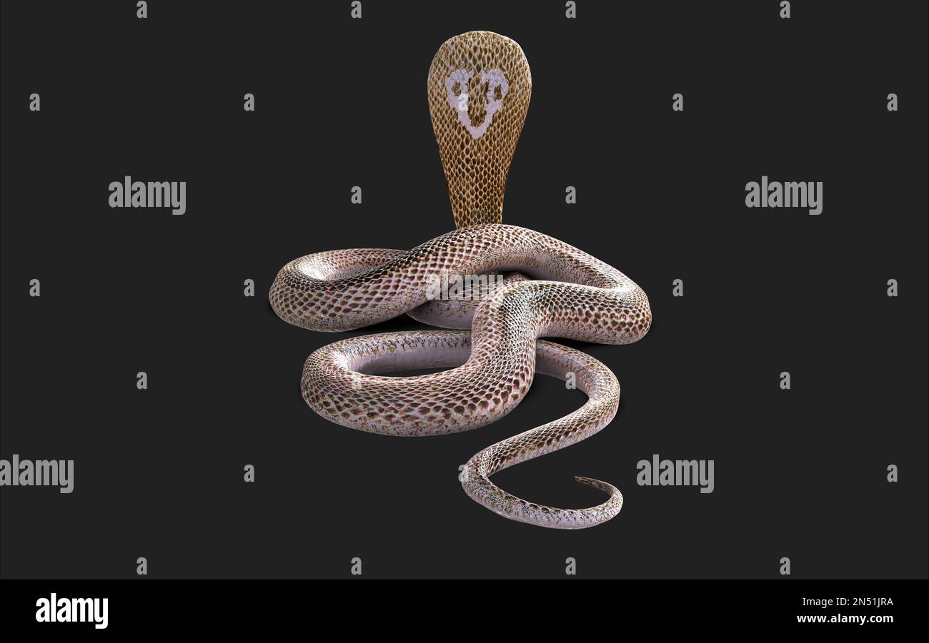 3d Illustration of Albino king cobra snake isolated on black background, White cobra snake with clipping path Stock Photo