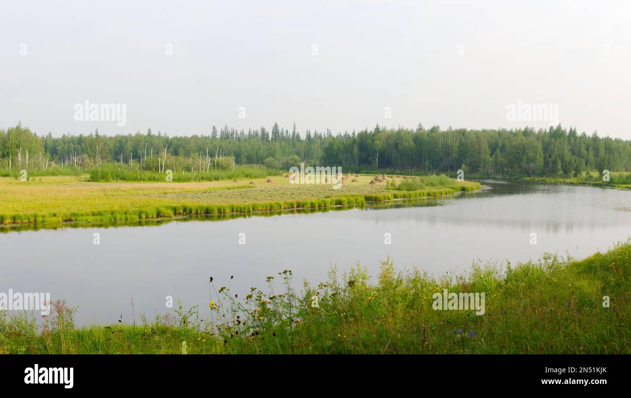 Many haystacks stand on a field of green grass near the lake in the Northern wild tundra of Yakutia in the forest among birches and firs in the autumn Stock Photo