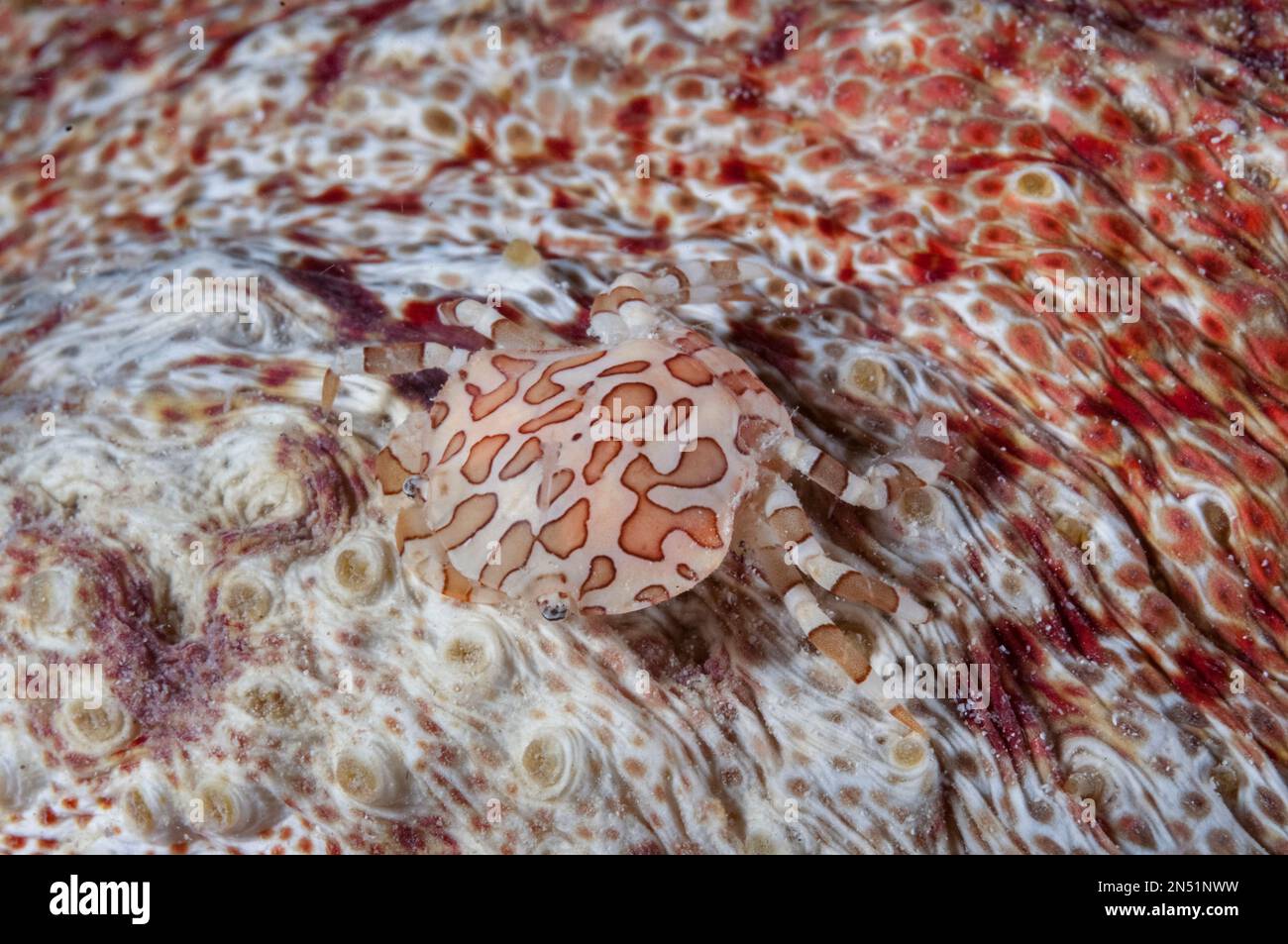 Harlequin Crab, Lissocarcinus orbicularis, on Amberfish Sea Cucumber, Thelenota anax, night dive, Paradise II dive site, Sipadan Water Village House R Stock Photo