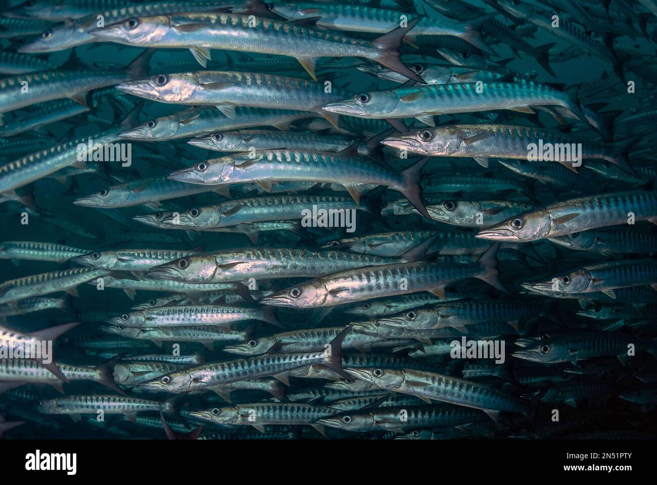 School of Blackfin Barracuda, Sphyraena qenie, Barracuda Point dive site, Sipadan island, Sabah, Malaysia, Celebes Sea Stock Photo