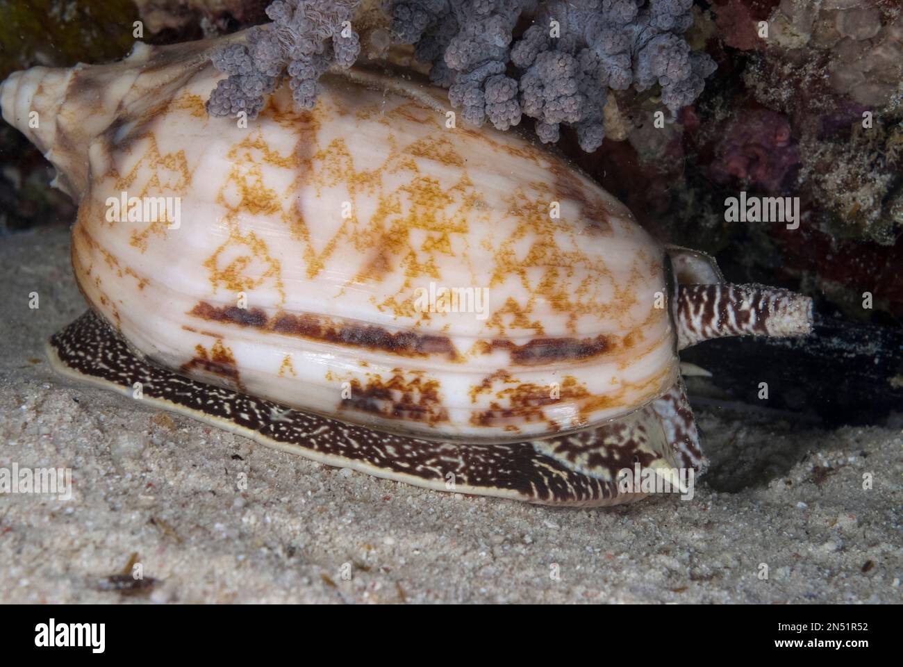 Geographic Cone Shell, Conus geographus, night dive, Paradise II dive site, Sipadan Water Village House Reef, Mabul Island, near Sipadan Island, Sabah Stock Photo
