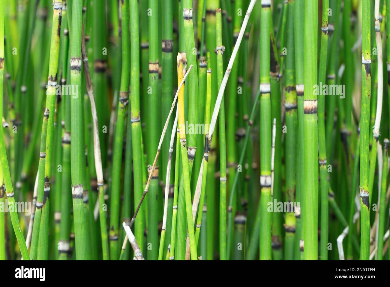 Equisetum Hyemale or Scouring rush horsetail is a grass-like bamboo plant, used for ornamental plants. Stock Photo