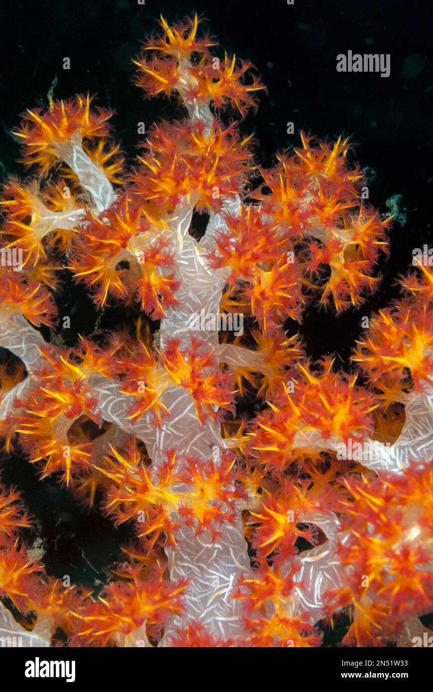Carnation Coral, Dendronephthya sp, West Ridge dive site, Sipadan island, Sabah, Malaysia, Celebes Sea Stock Photo