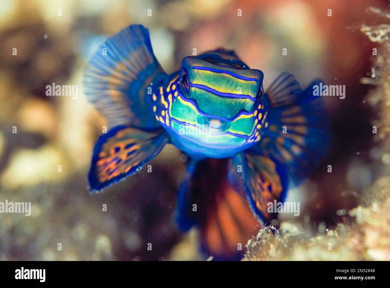 Mandarinfish, Synchiropus splendidus, with ornate markings, dusk dive, Maulana Hotel dive site, Bandanaira, Maluku, Indonesia, Banda Sea, Pacific Ocea Stock Photo