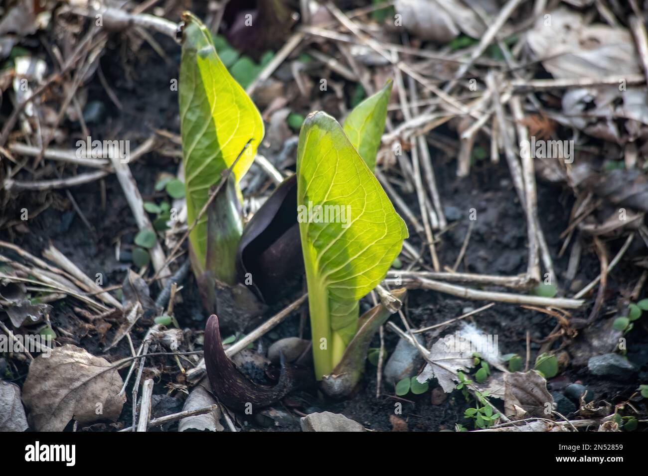 Green woodland plants emerging in the spring at Interstate State Park