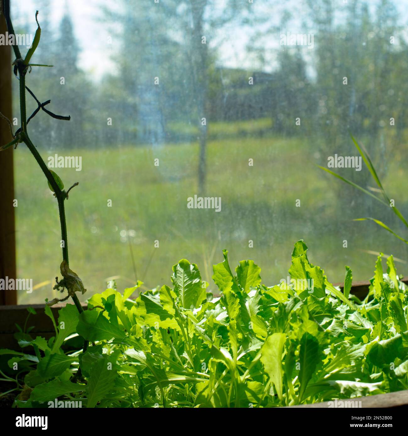 Lettuce grow in a wooden pot greenhouse at the window, bathed in