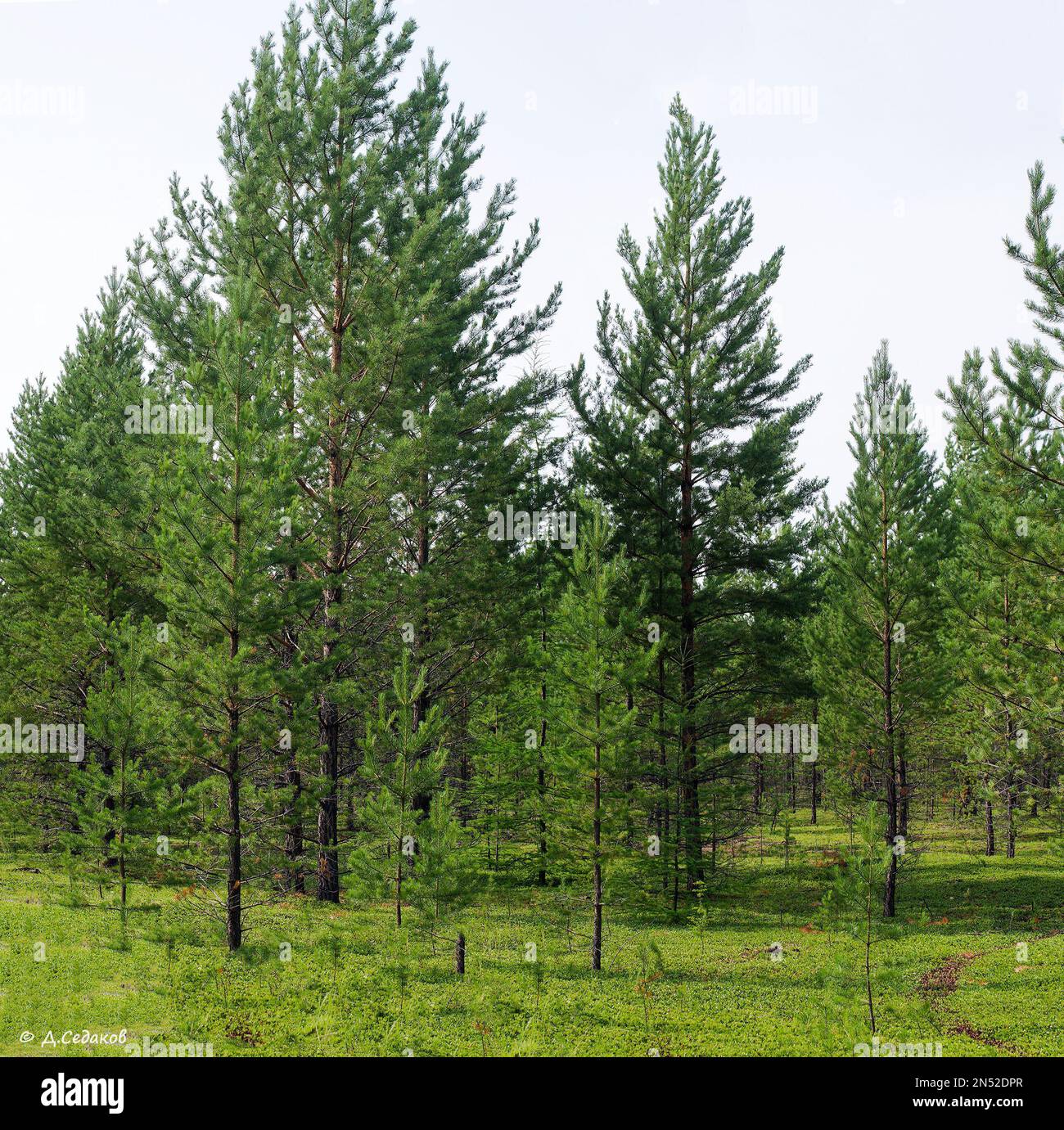 Small young fir trees grow on a green meadow in Northern Yakutia. Stock Photo