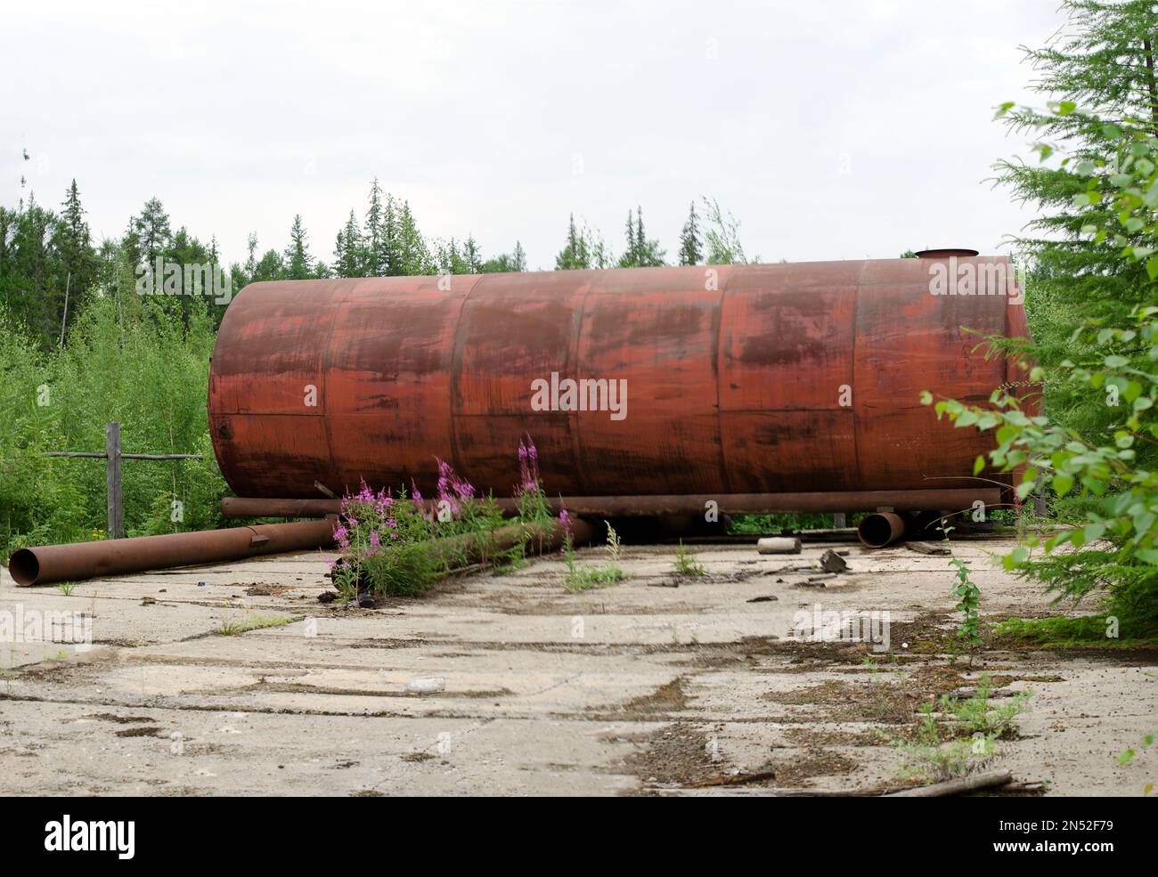 A large rusty iron tank lies on an abandoned site overgrown with flowers and grass in the forest of the Northern taiga of Yakutia. Stock Photo
