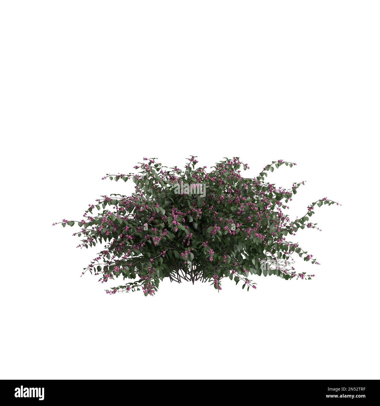 3d illustration of symphoricarpos doorenbosii bush isolated on white background Stock Photo
