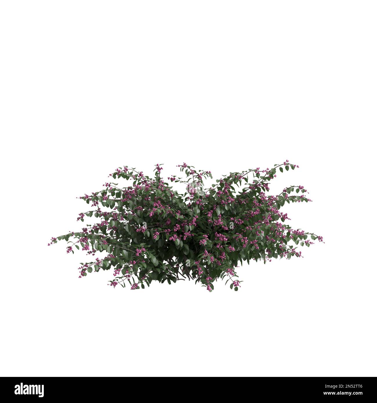 3d illustration of symphoricarpos doorenbosii bush isolated on white background Stock Photo