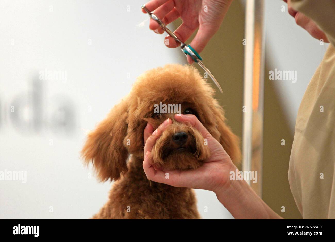 A groomer demonstrates grooming techniques on a poodle at the Pet