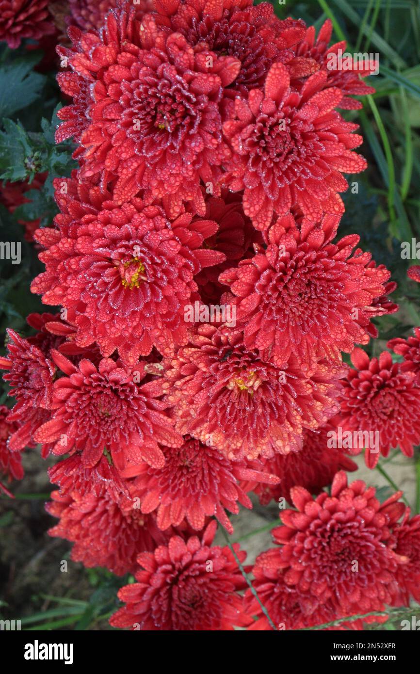 red colored chrysantheme rot tautropfen flower on farm for harvest are cash crops Stock Photo