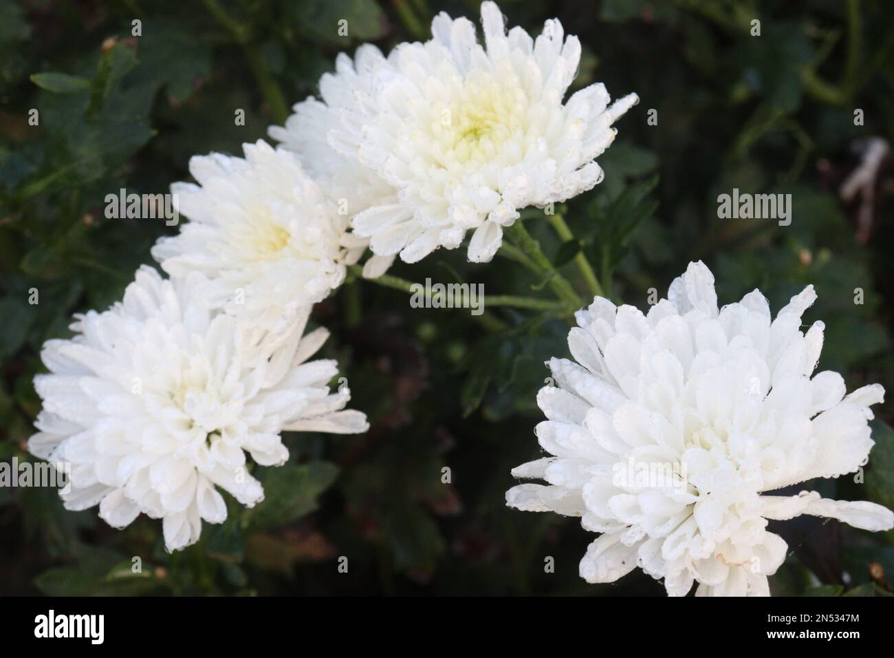 white colored chrysantheme rot tautropfen flower on farm for harvest are cash crops Stock Photo