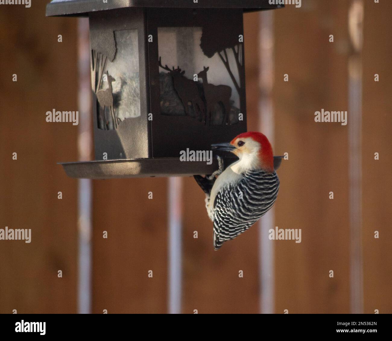 Redbellied woodpecker on a bird feeder with black sunflower seed, with