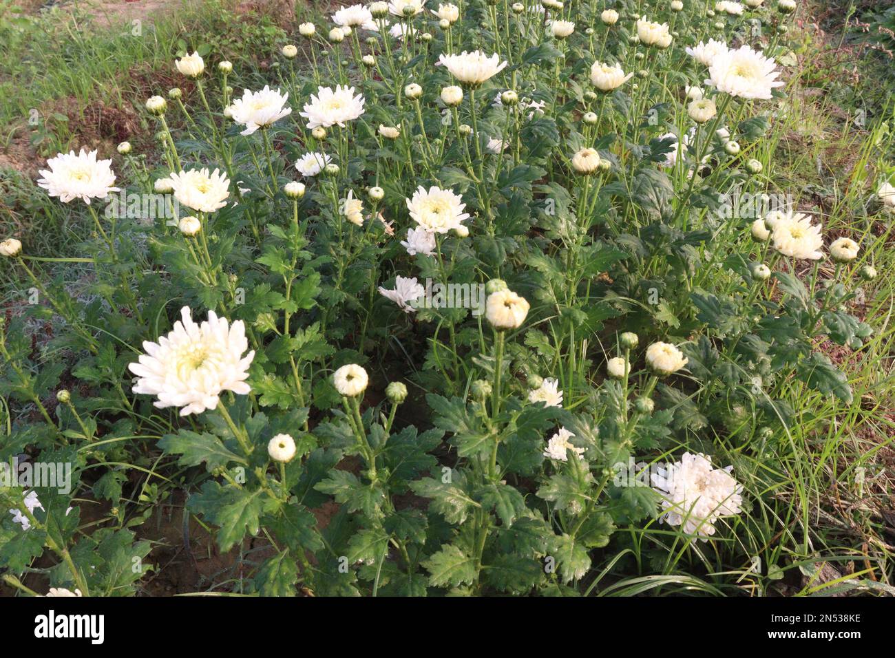 white colored chrysantheme rot tautropfen flower on farm for harvest are cash crops Stock Photo