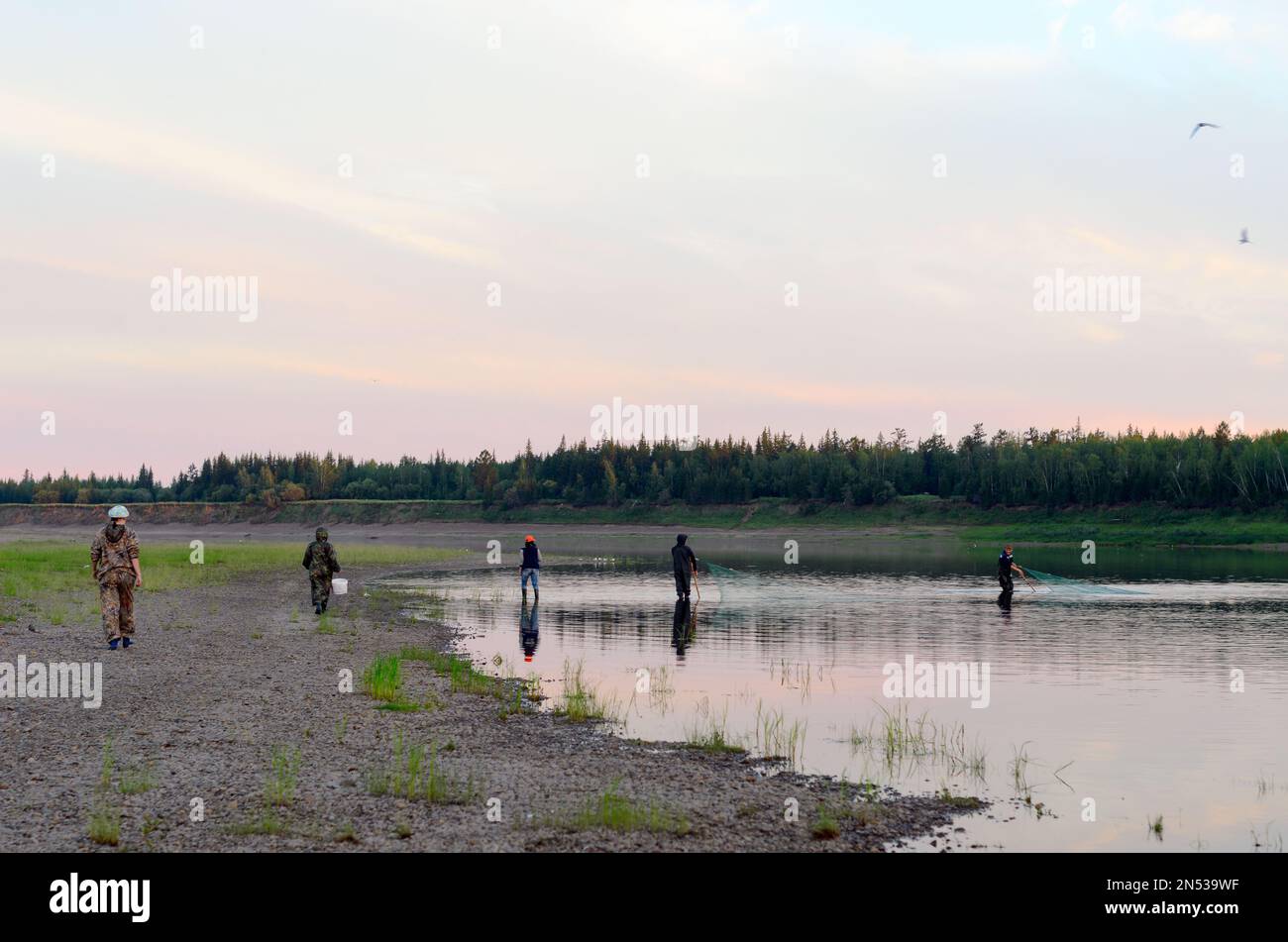 A group of young Yakut friends of girls and men in the North traditionally catches local tugun fish with nets in stray boots at sunset. Stock Photo