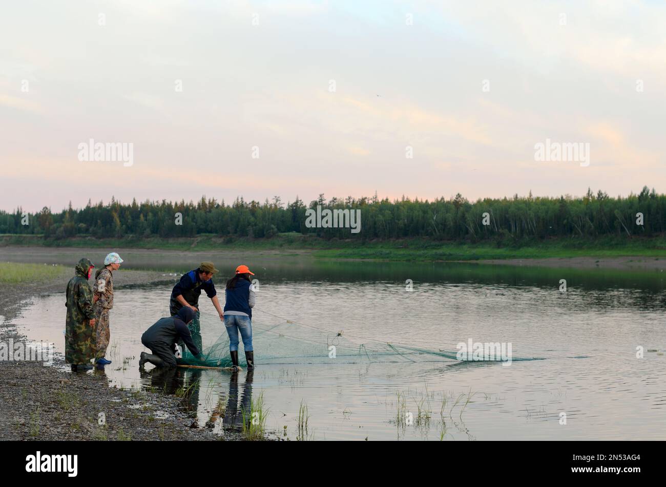 A group of young Yakut friends girls and men in the North pull out a net catching local tugun fish at sunset. Stock Photo