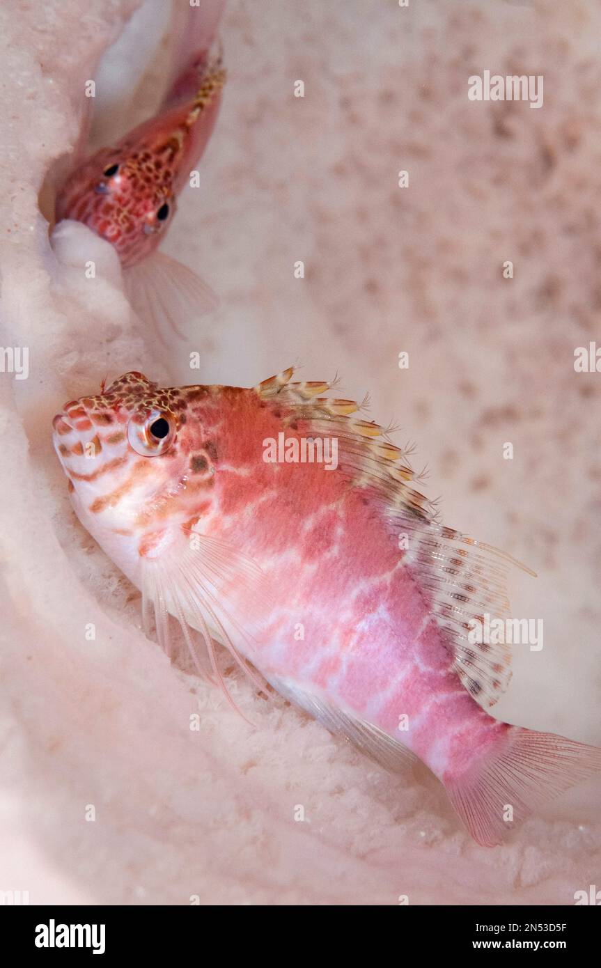 Pair of Threadfin Hawkfish, Cirrhitichthys aprinus, inside Barrel