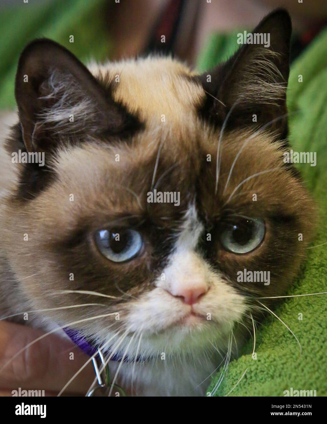 Pet Celebrities: How Grumpy Cat Became a Household Name - ABC News