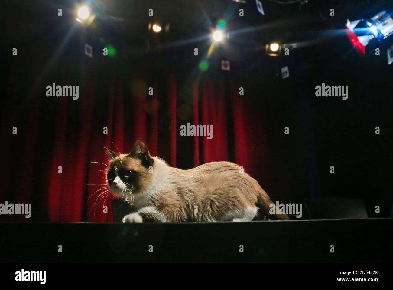 Pet Celebrities: How Grumpy Cat Became a Household Name - ABC News