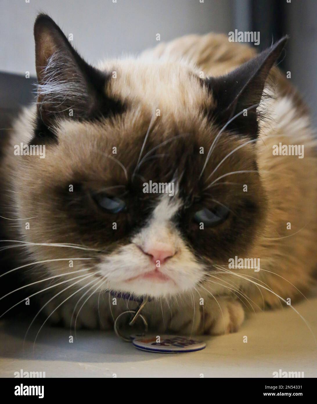 Pet Celebrities: How Grumpy Cat Became a Household Name - ABC News