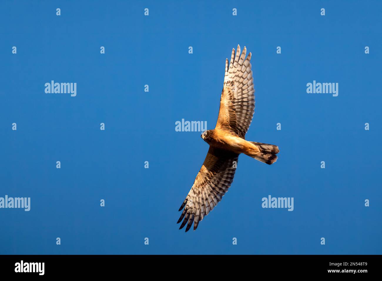 Harrier flying low hi-res stock photography and images - Alamy