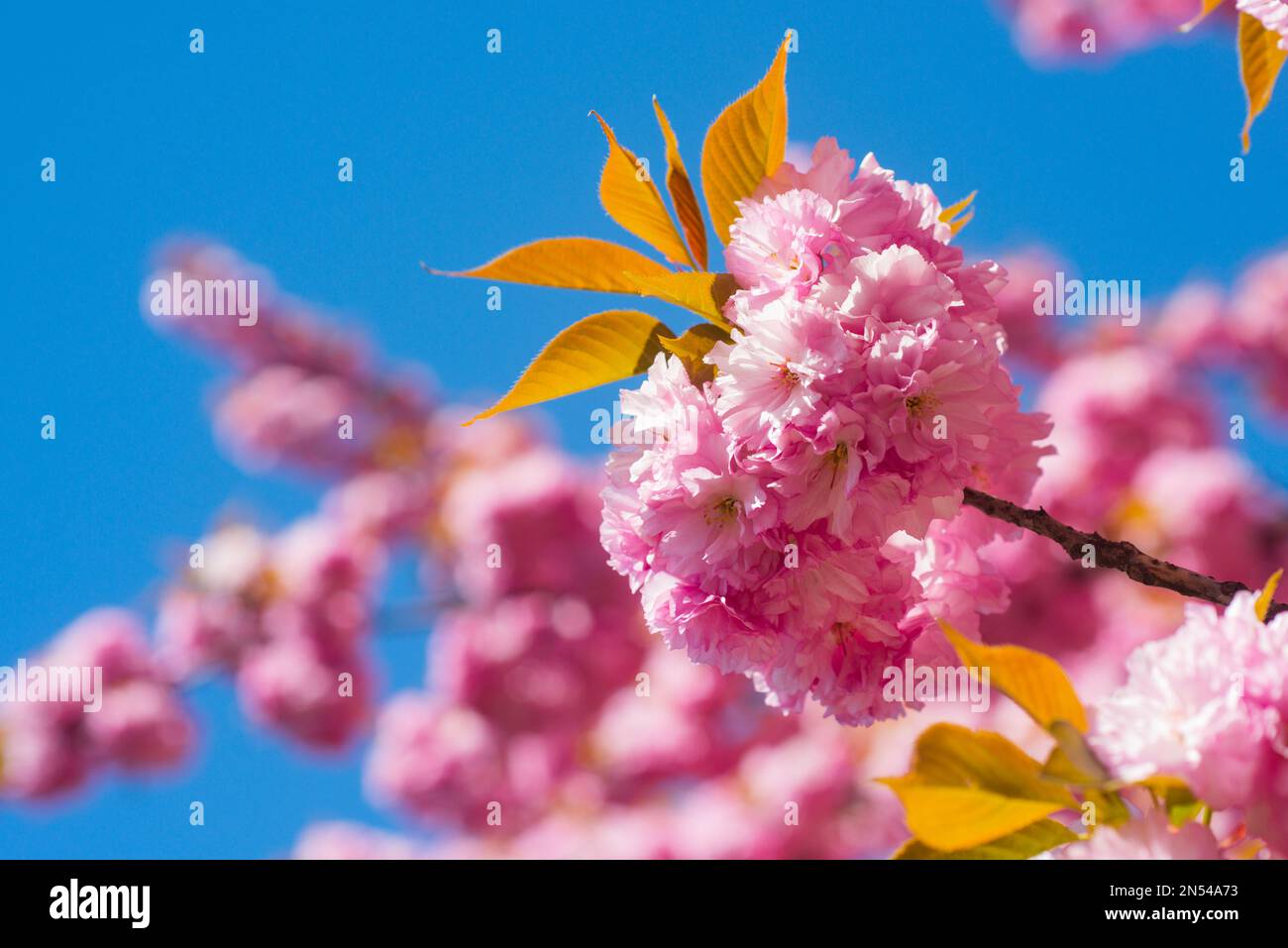 Sakura, pink cherry blossom on blue sky background. Sakura pink flowers ...