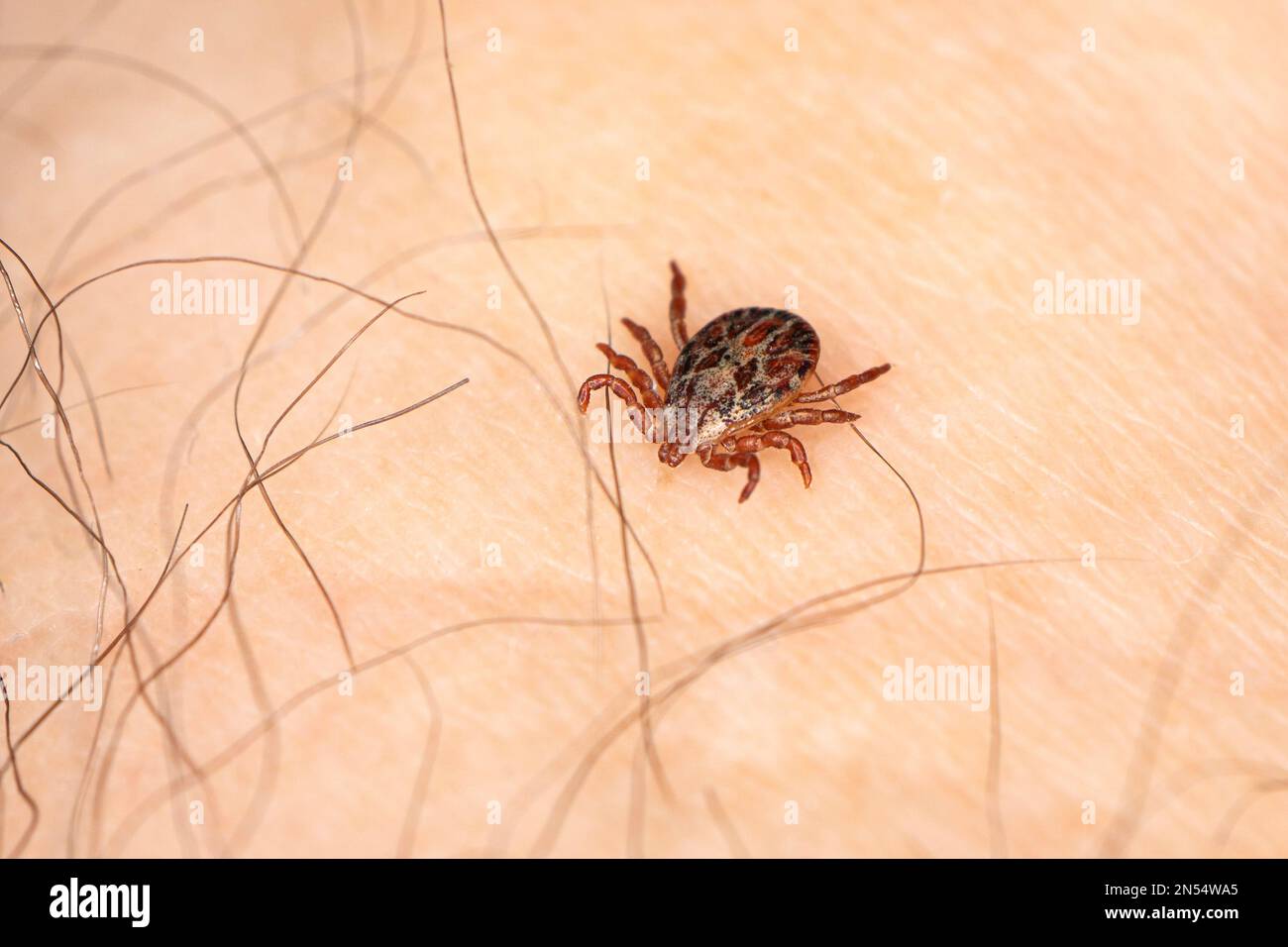 A dangerous blood-sucking insect. small brown spotted mite, biological ...