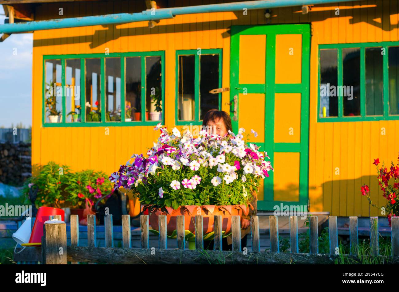 An elderly Yakut Asian woman happily hides behind a bed of bright flowers at sunset in the evening at a wooden house in Northern Yakutia. Stock Photo