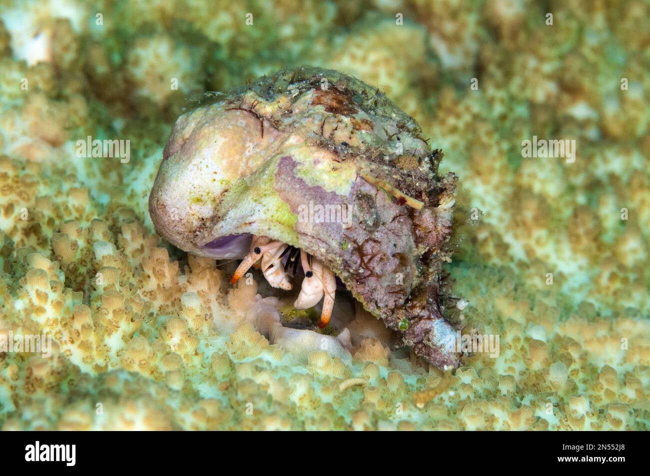 Small White Hermit Crab, Calcinus minutus, Uhak Reef dive site, Uhak Village, Wetar Island, near Alor, Indonesia, Banda Sea, Pacific Ocean Stock Photo