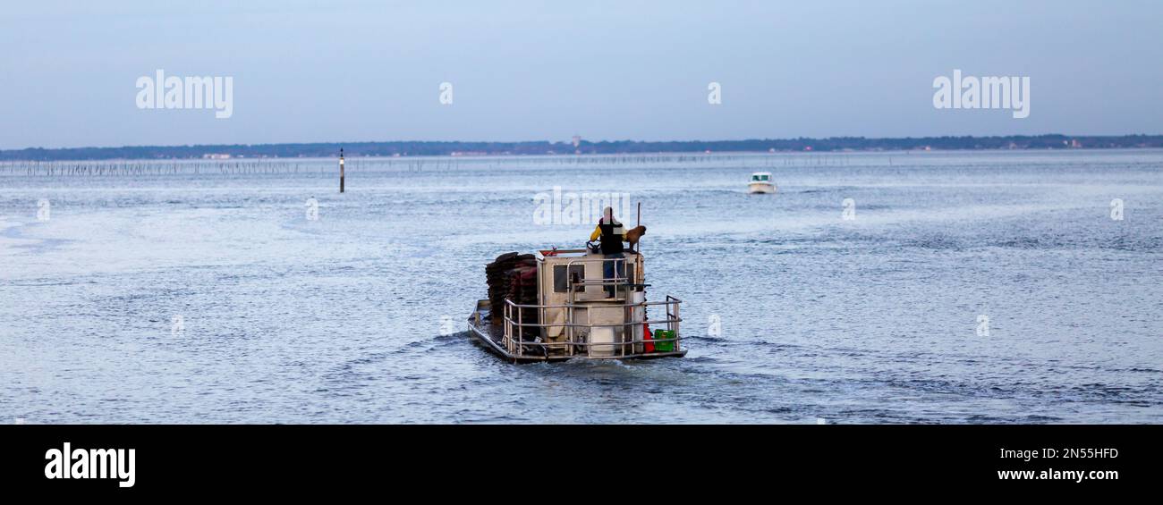 oyster farmer on his boat returning to port Stock Photo