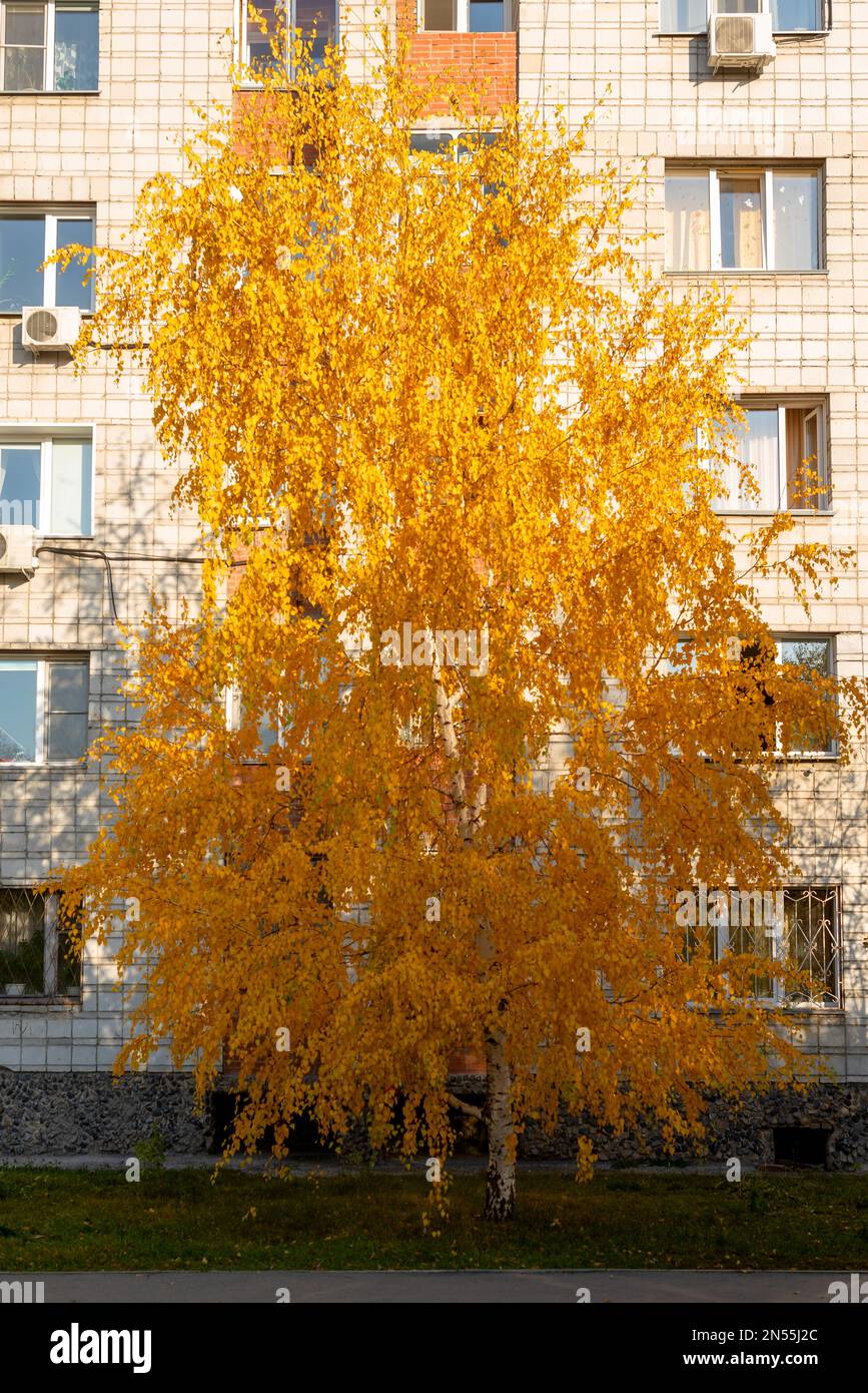 Bright white birch with yellow leaves growing near a residential large city house with Windows in the shade. Stock Photo