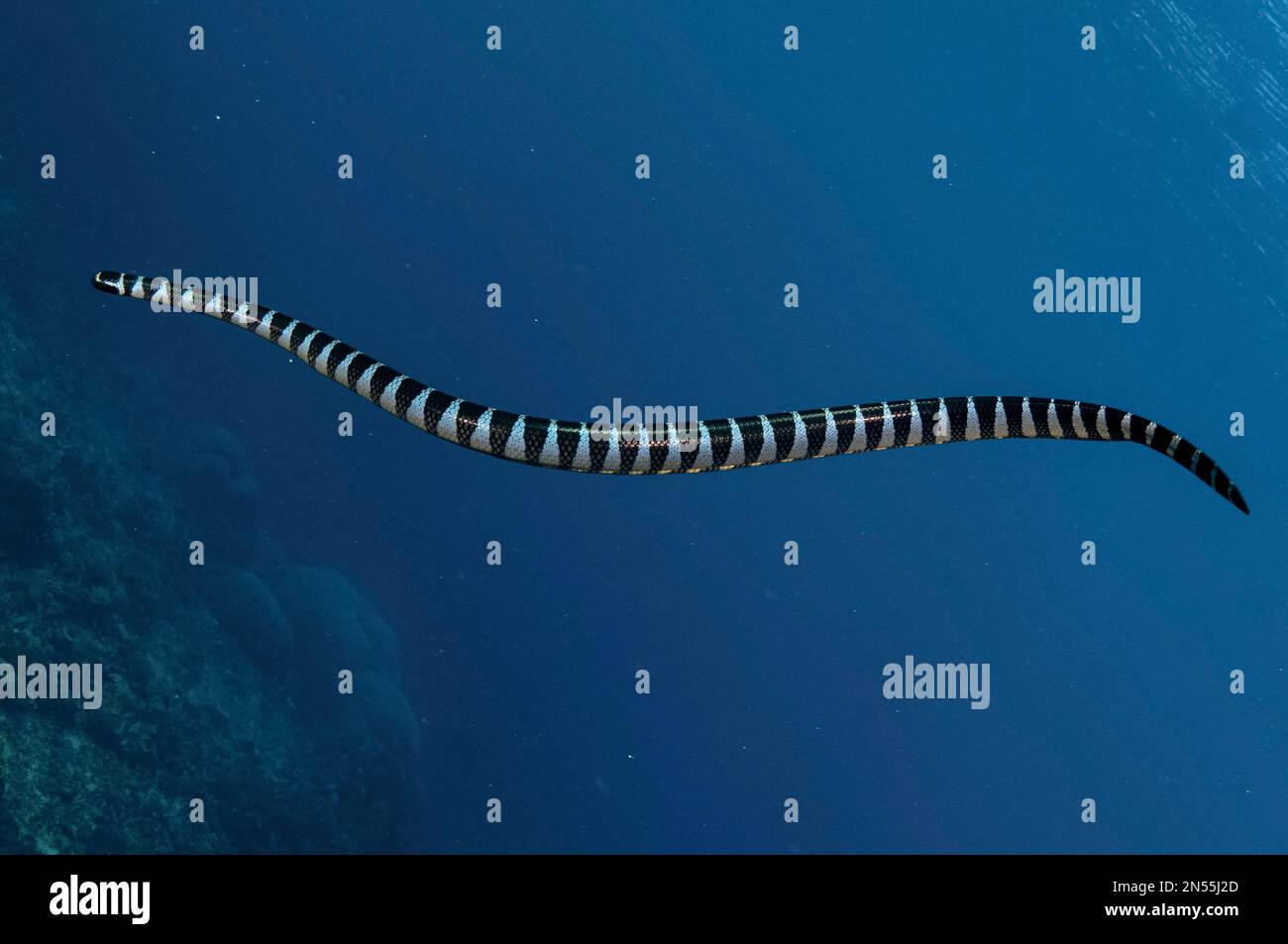 Chinese Sea Snake, Laticauda colubrina, Snake Ridge dive site, Gunung Api, near Alor, Indonesia, Banda Sea, Pacific Ocean Stock Photo