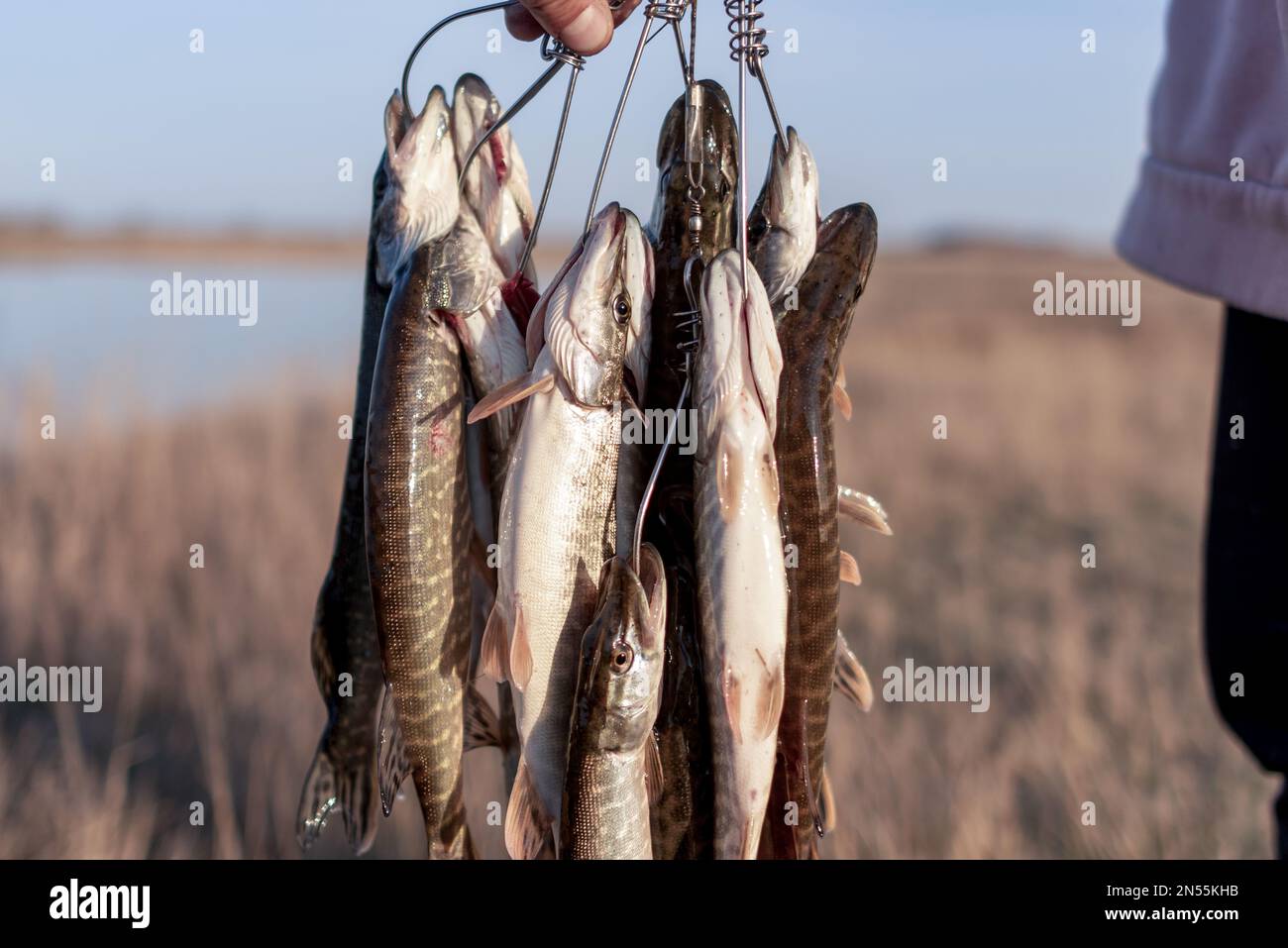 Three Largemouth Bass On Stringer Isolated Stock Photo 652795075