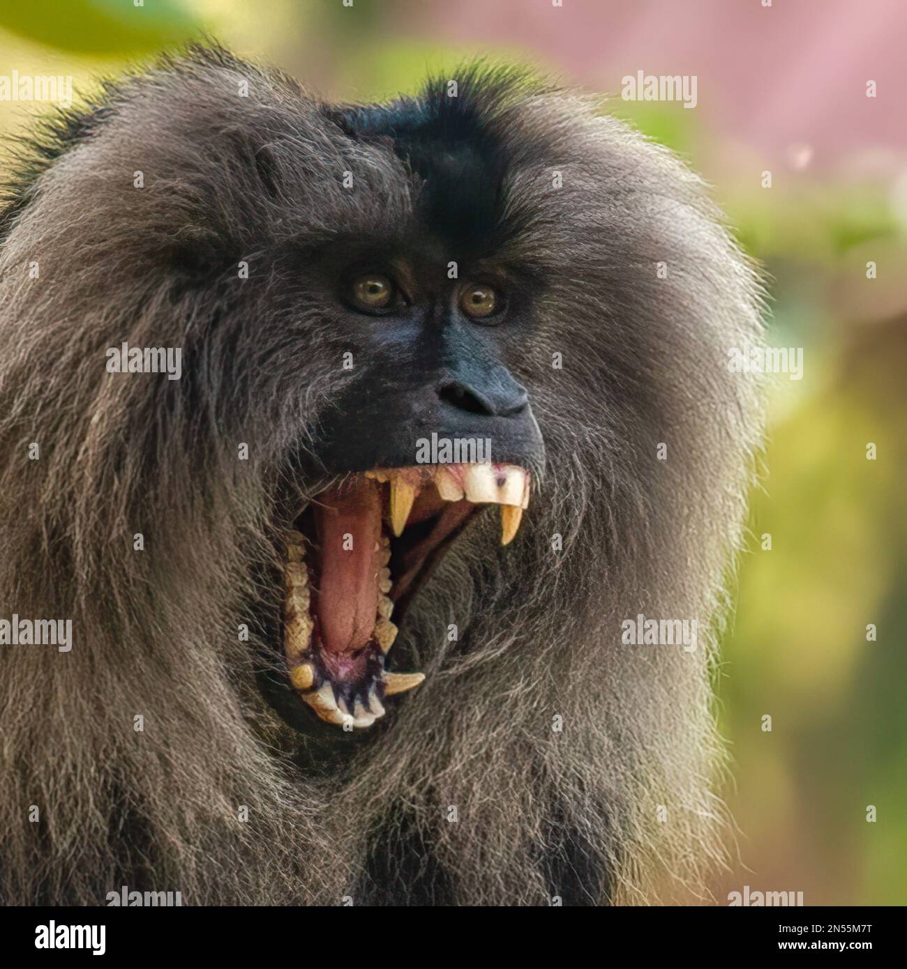 A closeup shot of a lion head monkey screaming Stock Photo Alamy