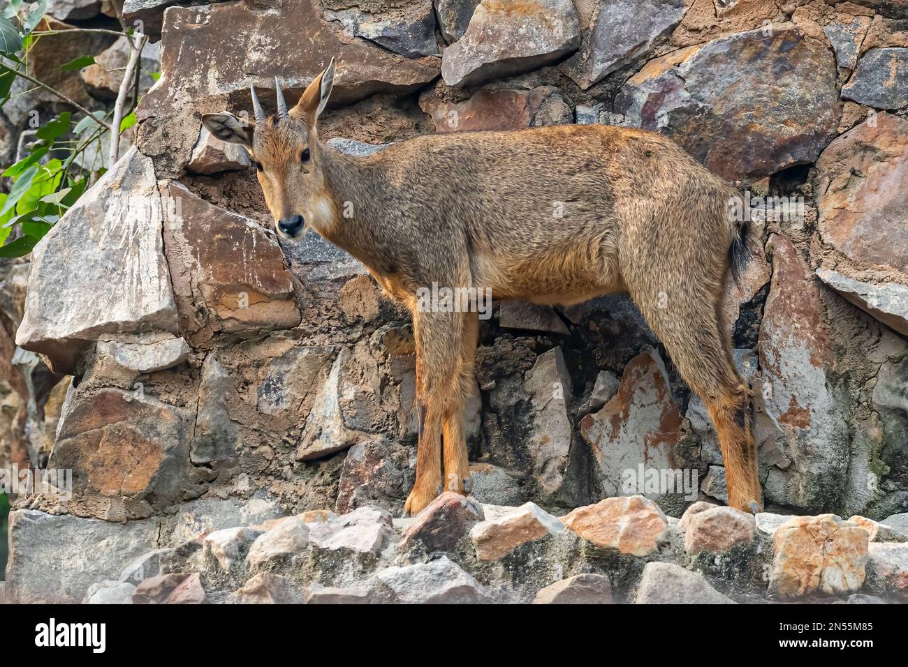 A red goral (Naemorhedus baileyi) on a cliff before jumping down Stock Photo