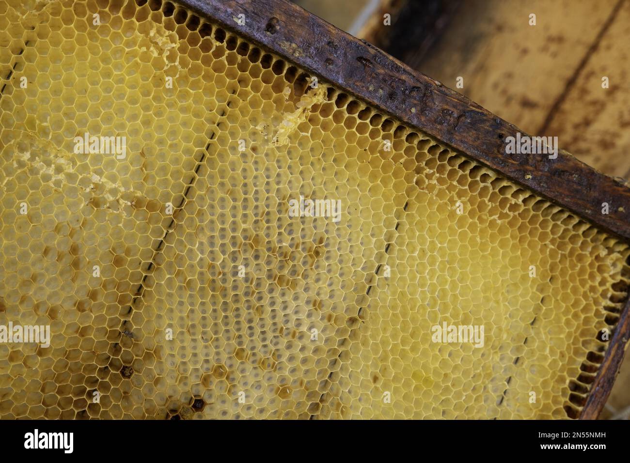 Detail of honey collection in a bee farm in nature Stock Photo
