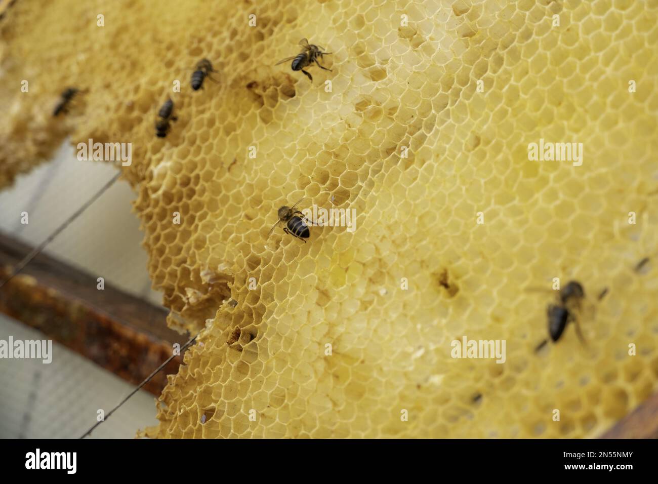 Detail of honey collection in a bee farm in nature Stock Photo