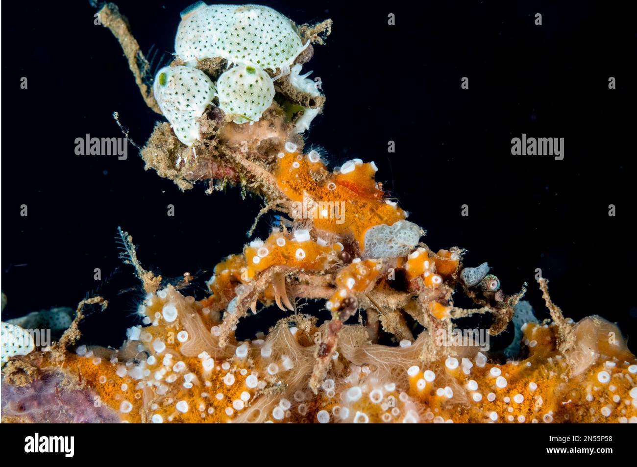 Decorator Crab, Majoidea Superfamily, covered with coral and Sea Squirts (Tunicata subphylum), Joleha dive site, Lembeh Straits, Sulawesi, Indonesia, Stock Photo