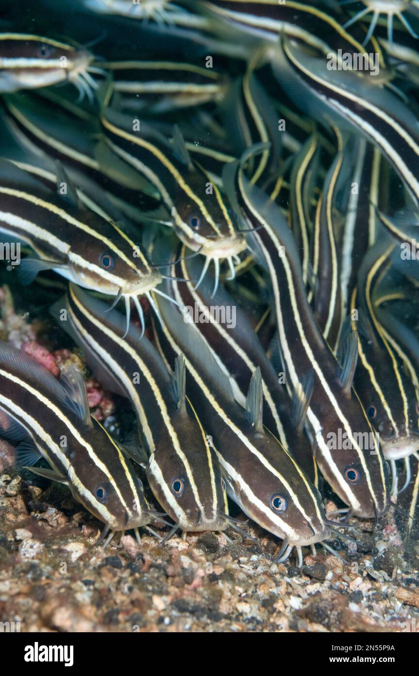 Striped Catfish, Plotosus lineatus, school feeding, Makawide dive site, Lembeh Straits, Sulawesi, Indonesia, Pacific Ocean Stock Photo