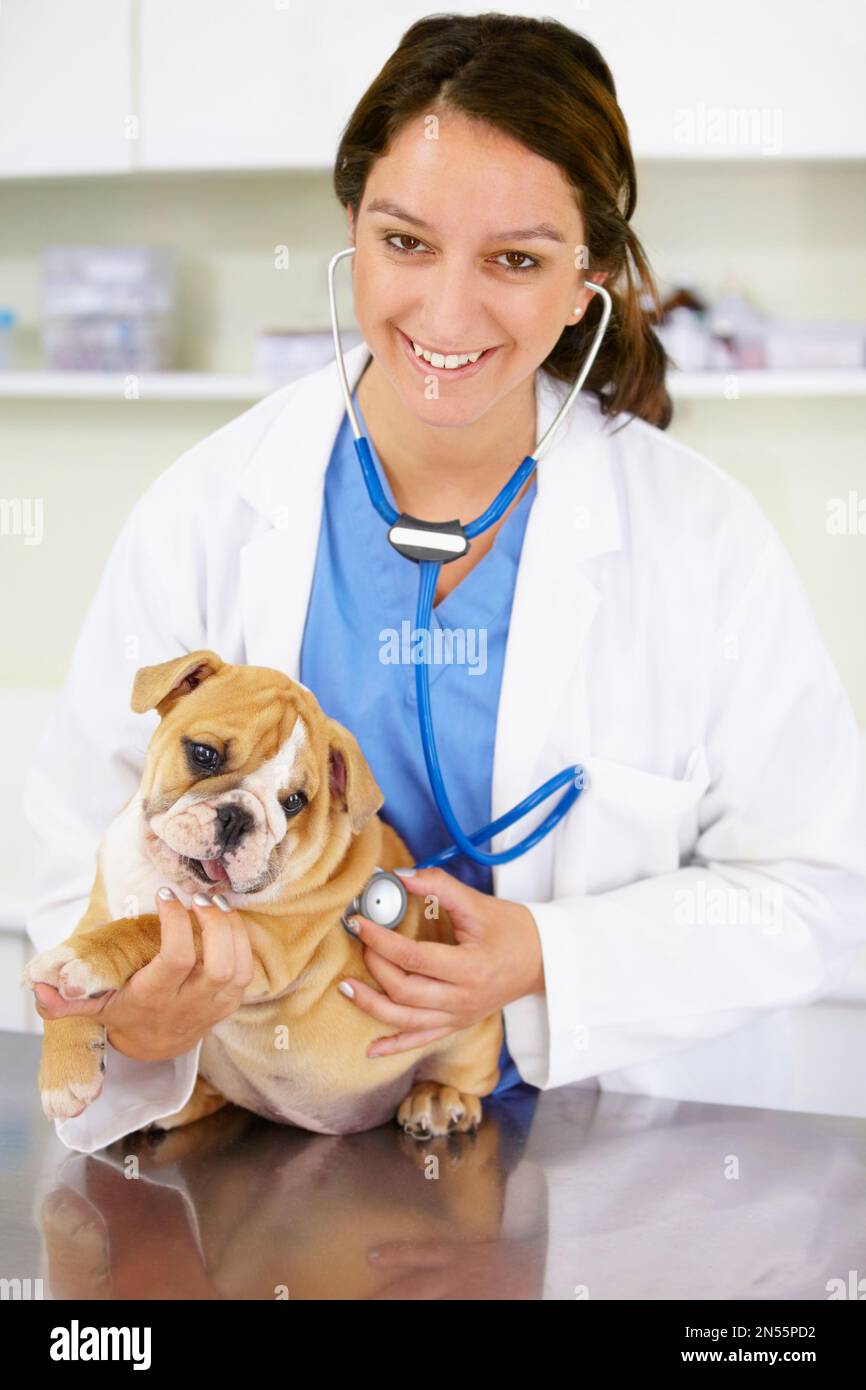 Hes a spirited little guy. Portrait of a vet trying to listen to a playful bulldog puppys heartbeat. Stock Photo