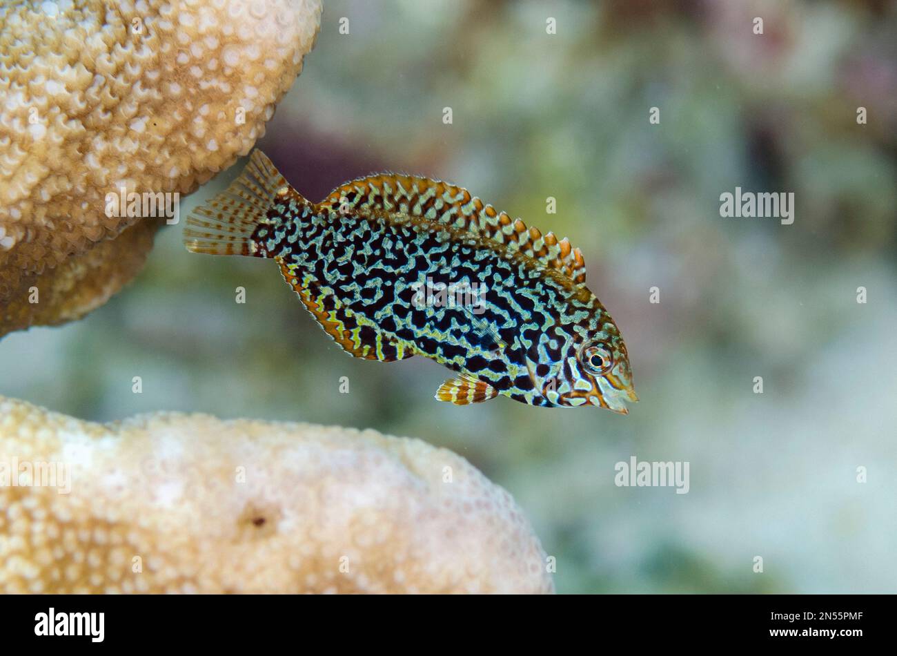 Ornate Wrasse, Macropharyngodon ornatus, Pulau Molana dive site, near Ambon, Maluku, Indonesia, Banda Sea Stock Photo