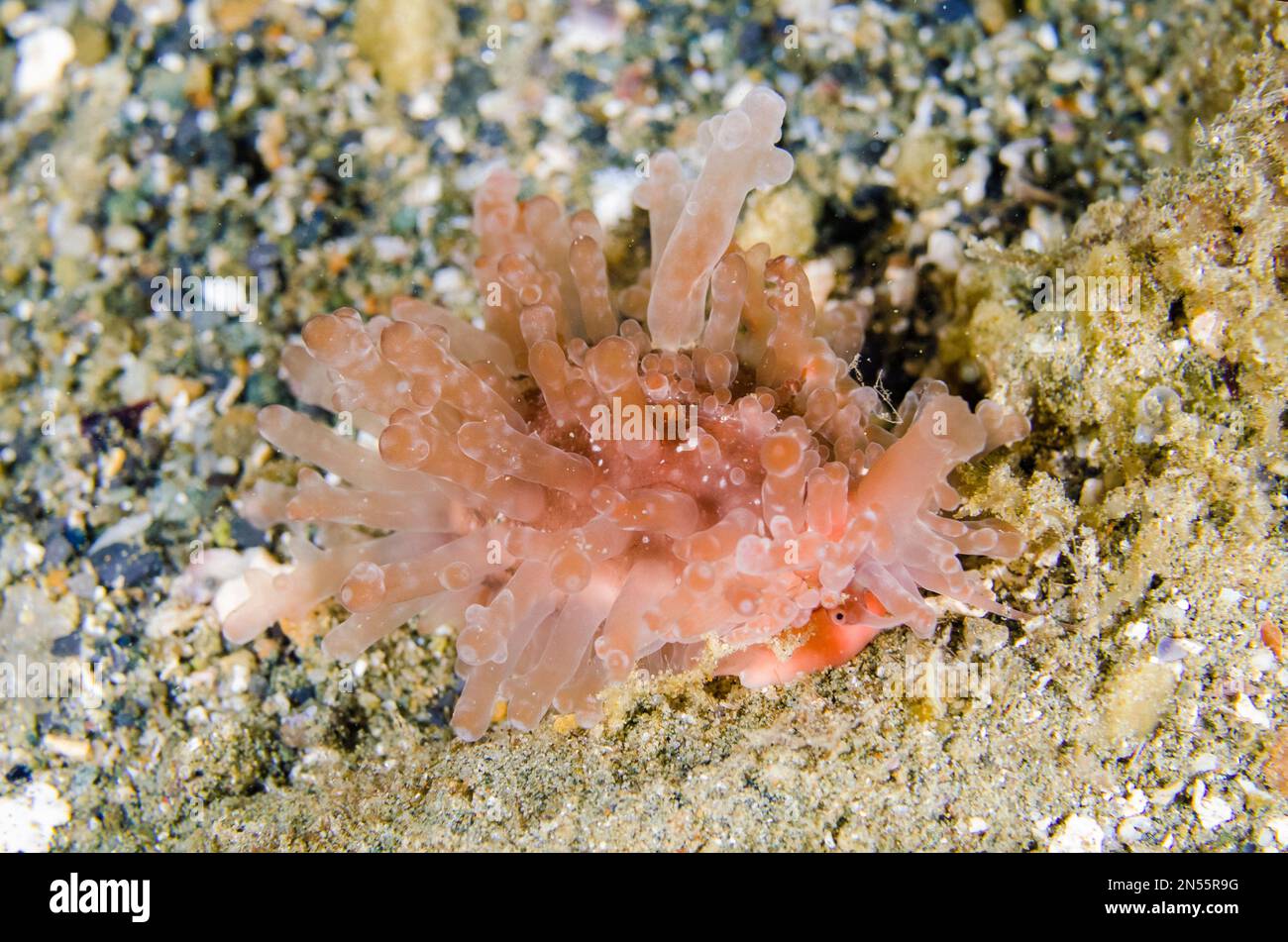 Slug-like Cowrie, Staphylaea limacina, Laha dive site, Ambon, Maluku, Indonesia, Banda Sea Stock Photo