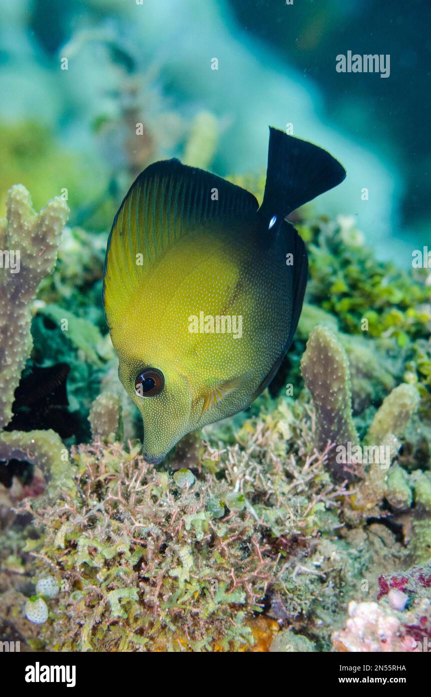 Brushtail Tang, Zebrasoma scopas, Laha dive site, Ambon, Maluku, Indonesia, Banda Sea Stock Photo