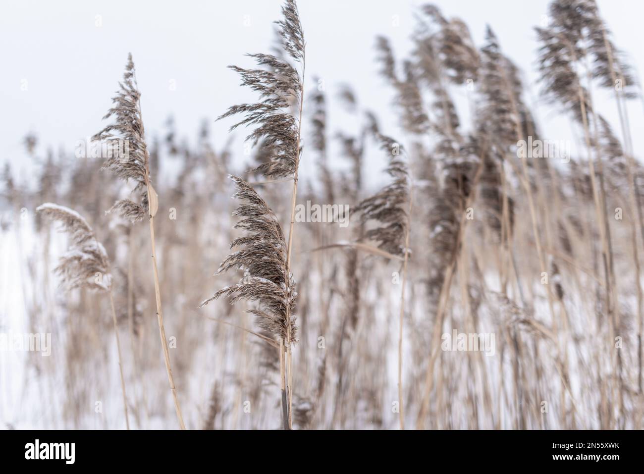 Dry stems and lush inflorescences of reed grass stand in the wind under ...