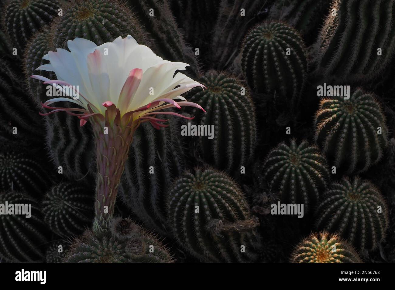flowering queen of the night (Selenicereus grandiflorus), cactus (cactaceae) (Cactaceae) flower