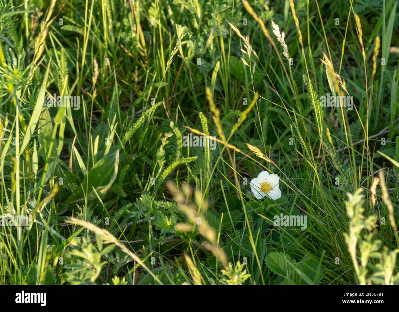 Strawberry moon eve hi-res stock photography and images - Alamy