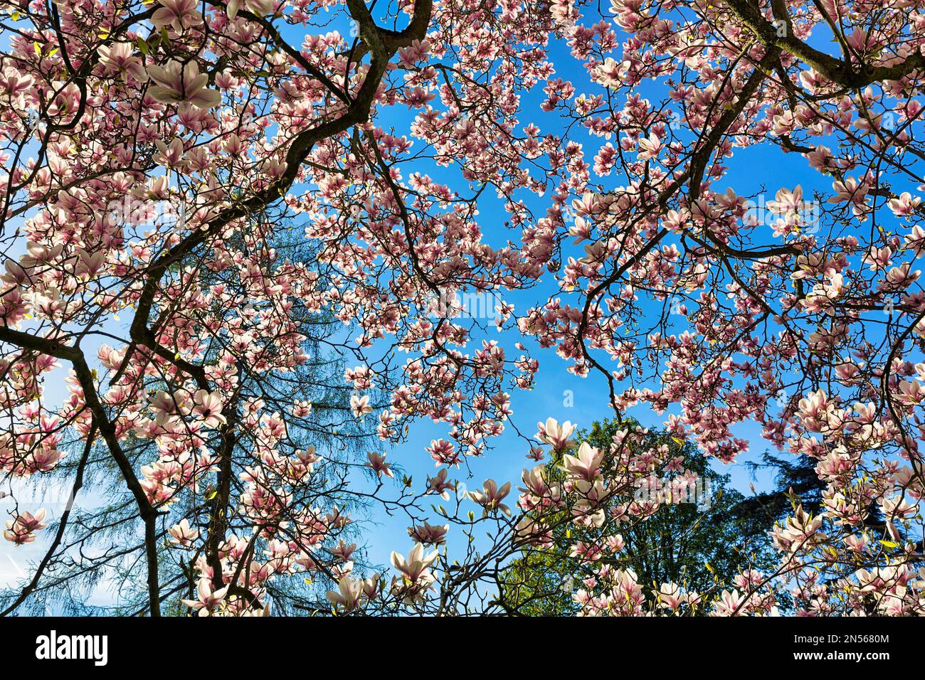 Flowering magnolia tree (Magnolia x soulangiana), tulip magnolia, view from below, sunny spring weather, Schieder-Schwalenberg Castle Park, Teutoburg Stock Photo